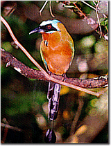 Birdwatching is a popular pastime when staying at SeaShells Vacation Villas for rent, Tobago