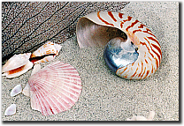 SeaShells Vacation Villas for rent, Tobago